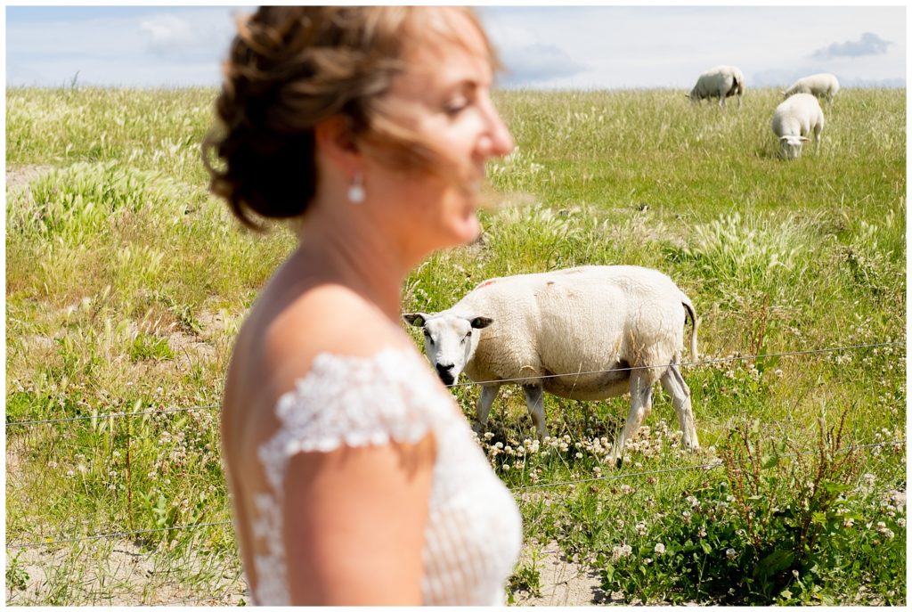 schapen op Ameland